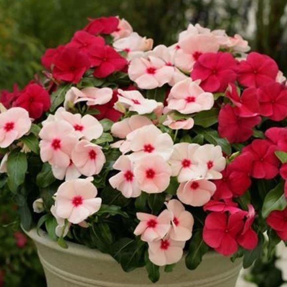 腐叶土|4种花堪称开花机器，好养又漂亮，给水就“疯长”，开花一簇簇