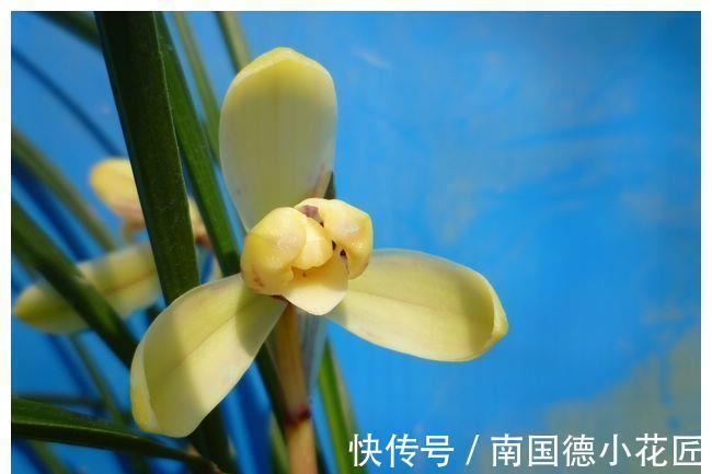 唐宇傲狮|农历7月30日开始，养花养个耐看的，花儿开成满天星，便宜又好养