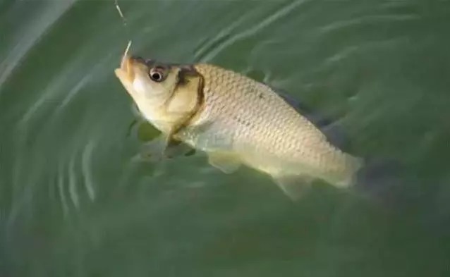 野钓新手开钓前,想要有渔获,这几件事得做到心里有数!