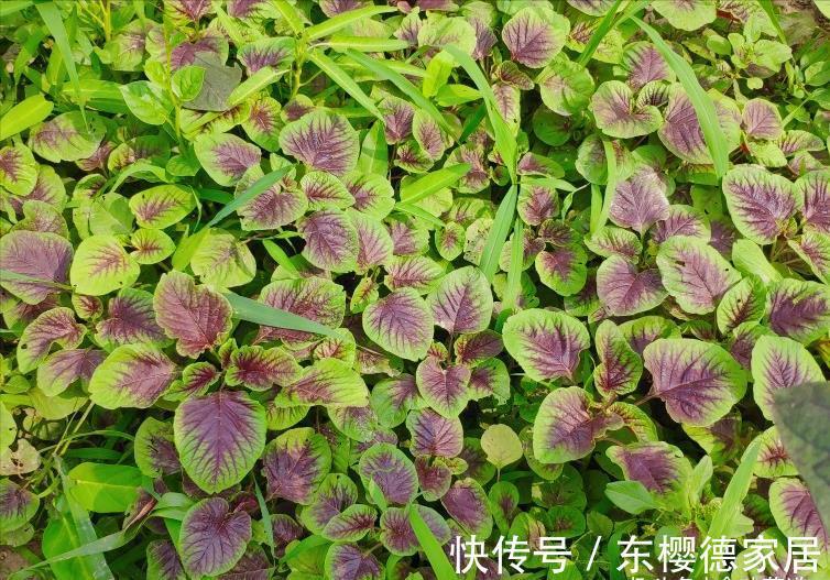 清炒苋菜|七月这菜“金不换”,遇见一次买10斤,清炒凉拌都行,营养又美味