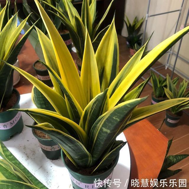 九种“养不死”的花,绿萝只能排最后一名,再养不活只能买假花了