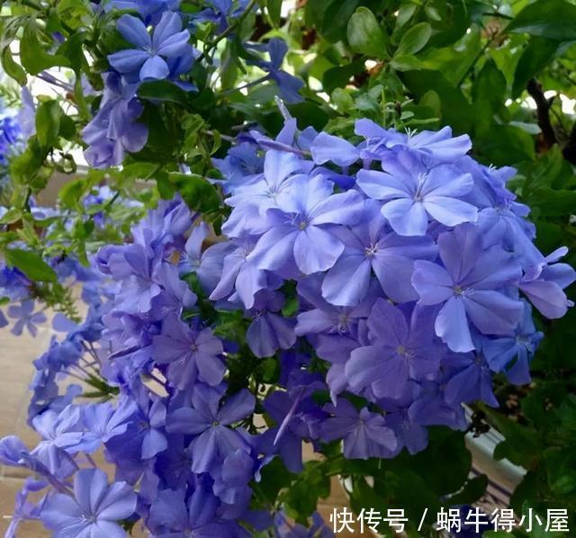 此3种花,花多易爆盆,春天只要种上1种,家里变成大花园