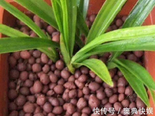 养花就用几种“神器”,花盆不积水,植物涨势好不烂根