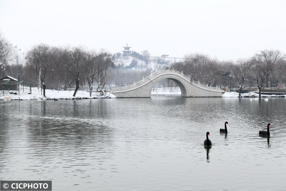 广平|河北广平：雪后天鹅湖美景如画