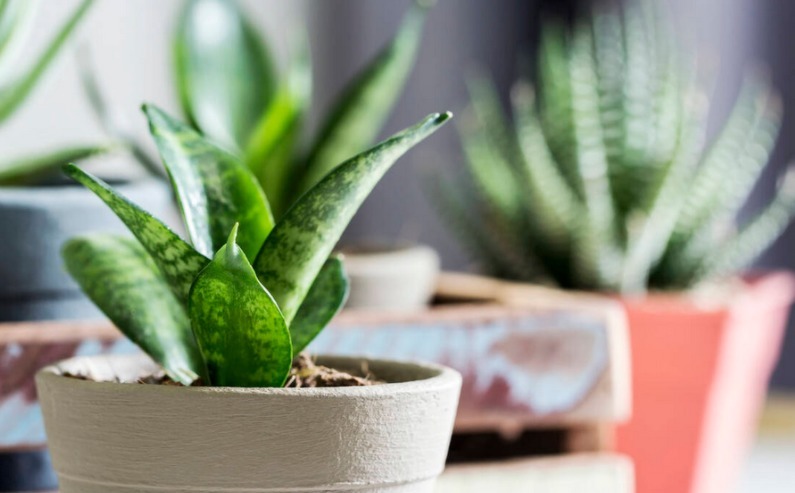 养殖虎皮兰,落实好“2多2少1勤”,叶子挺直,侧芽呼呼窜爆盆