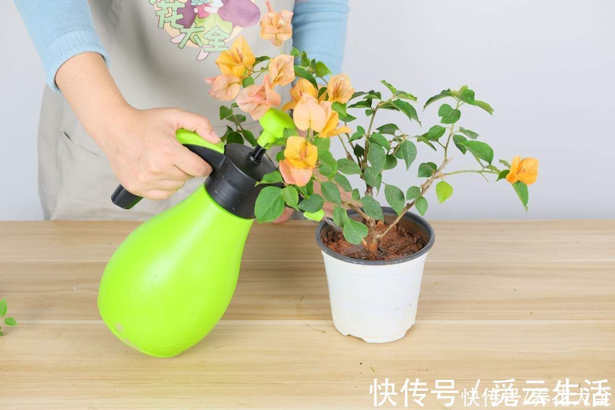 花店老板绝不外传的5个养花小技巧，简单实用，轻松成为养花高手