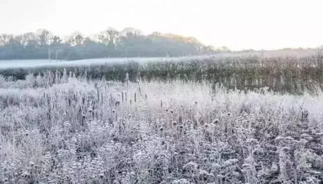  花境|花有“花境”，草有“草境”！