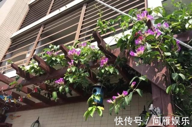 1种花1年能长4米高,花开1000朵,从来不生虫,花还能当蒜吃!