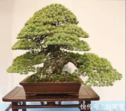 什么算的上是好盆景学会看芯，芯是盆景的重点