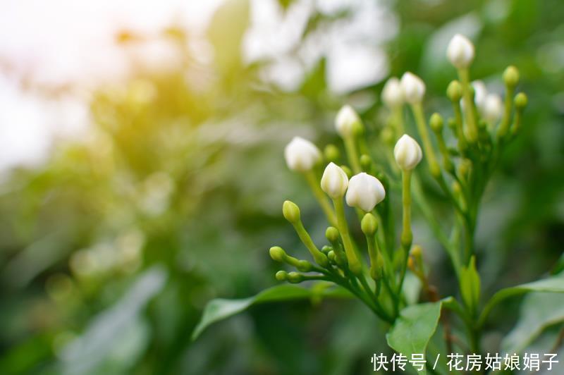 茉莉花养好有技巧，做好几点，花开雪白赛珍珠