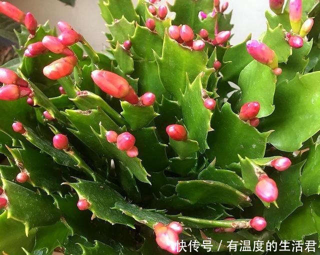 春季给花换盆,5个错误不要犯,不然服盆慢,难养活!