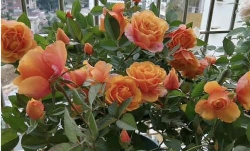 薄荷|阳台适合养的3种花,个个是爆花王,轻松开成花园