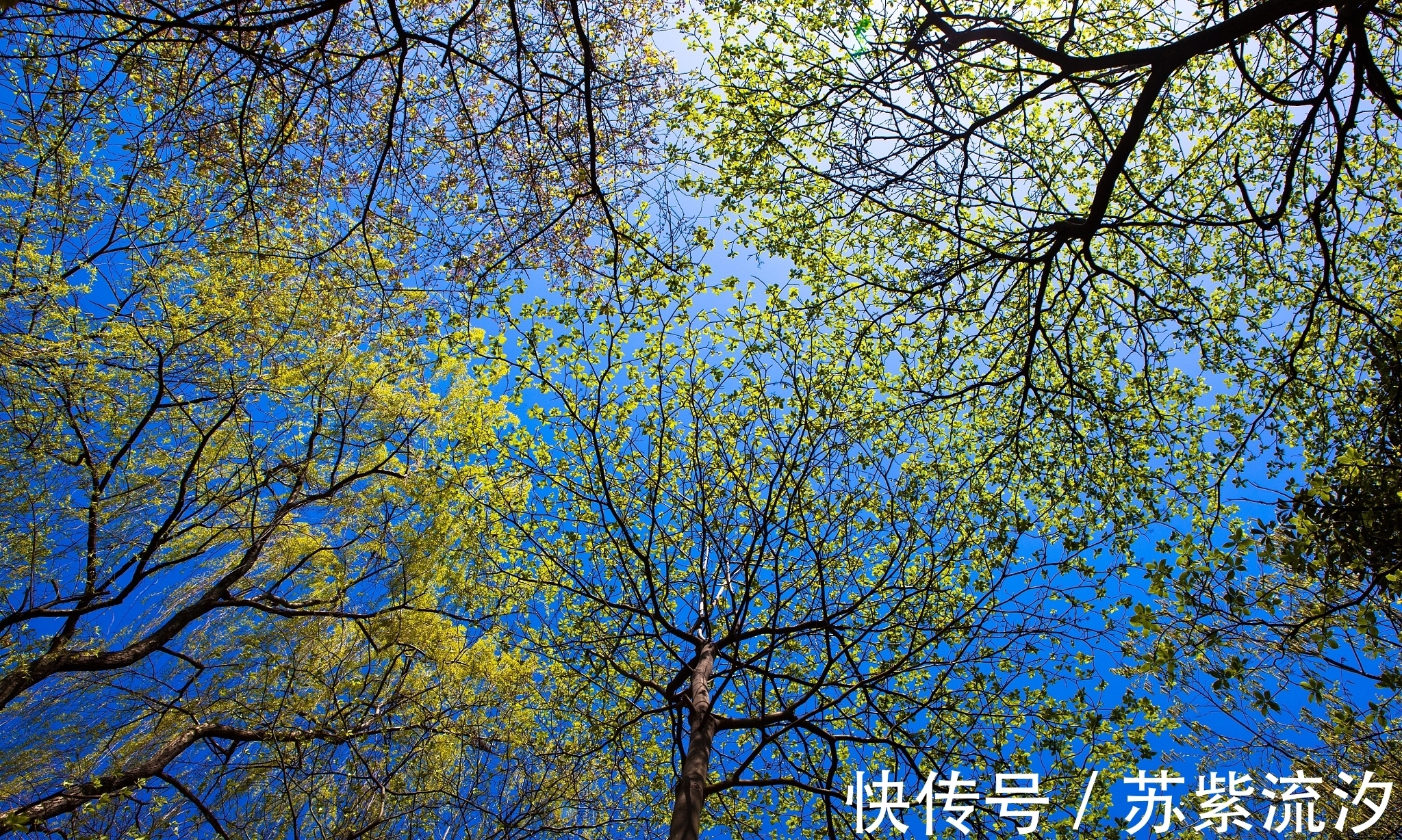 人性#人性:四大若能具足,天地任我逍遥