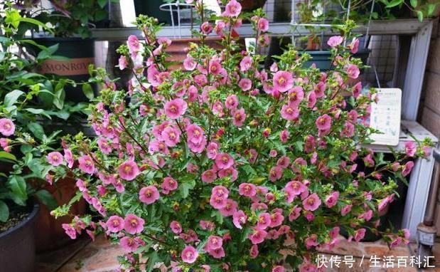 棒棒糖形状的小木槿养成,别看它瘦瘦的,注意养护开花真的很简单