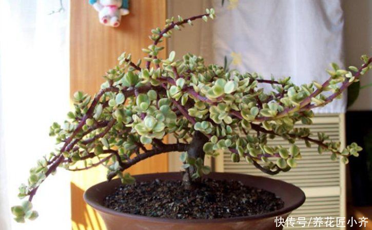 雅乐之舞养不活?先要排除1点,做好“三不缺”,养好其实很简单