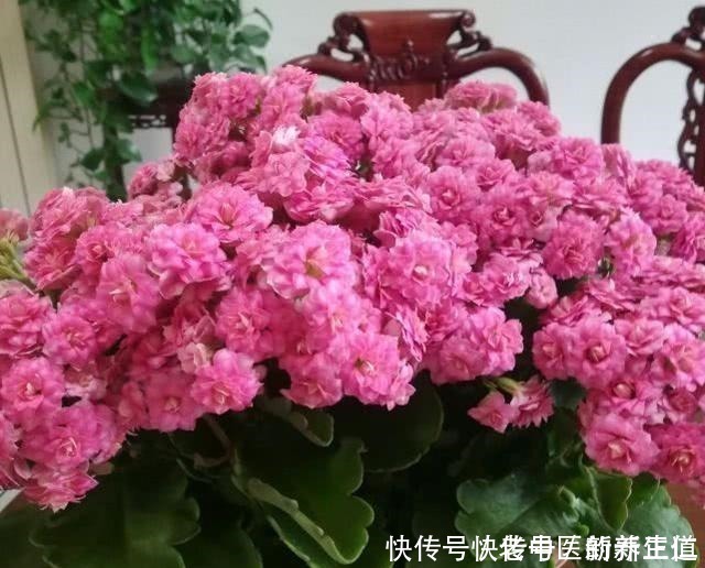 浇水|阳台养花养些“不死花”，一个月不浇水，还能打鸡血似地开满花！