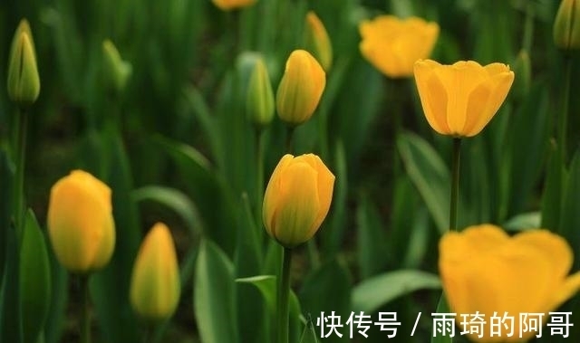 桃花大旺|2021年爱情苦尽甘来的4星座，桃花大旺，将与旧爱破镜重圆