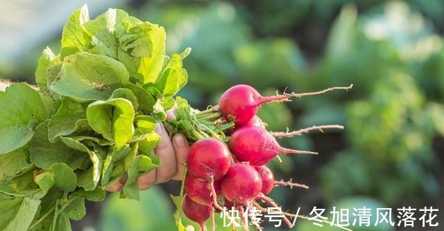 老妈|菜重芥姜,萝卜也该算上一份的吧!