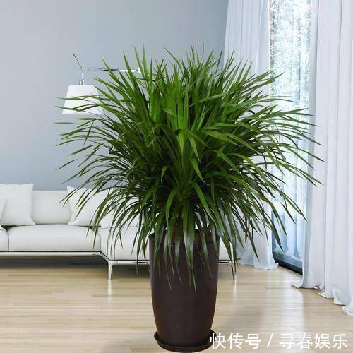 有钱人最喜欢这3种“花”,摆在家里镇宅旺财,四季常青开花不断