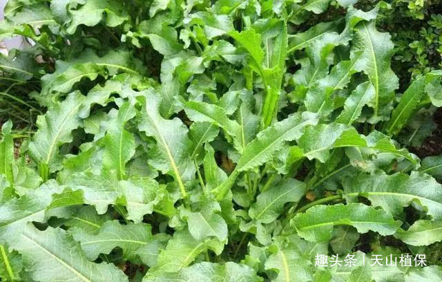 白癜风|野菜俗称“金不换”,比醋还酸,治便秘当调料,市场价值极高!