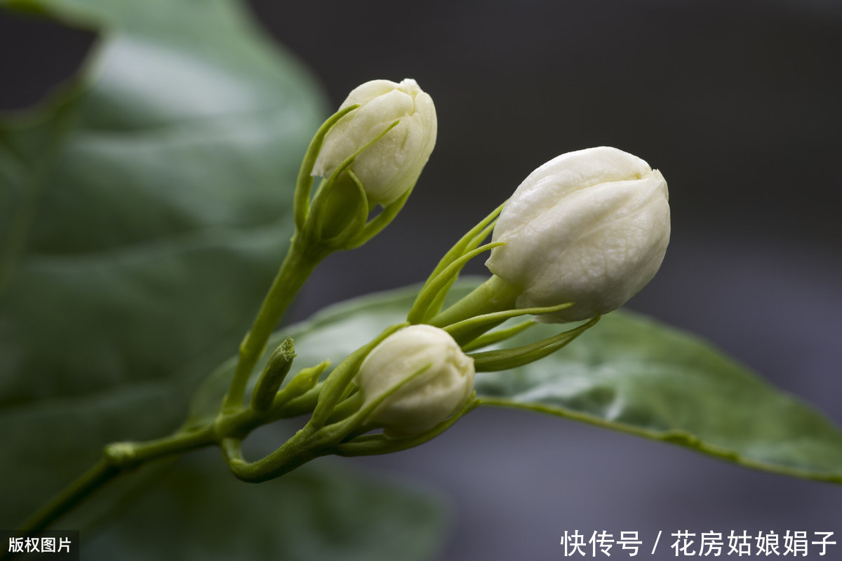 养分|夏天想让茉莉花开花多,做好“晒、追、剪”,开的花又白又香