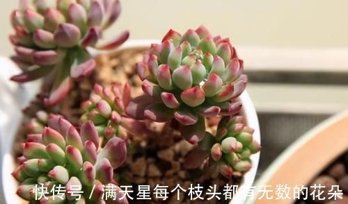 光照|多肉盆栽，天冷不上色怎么办？关小黑屋叶子1个月就变糖果色