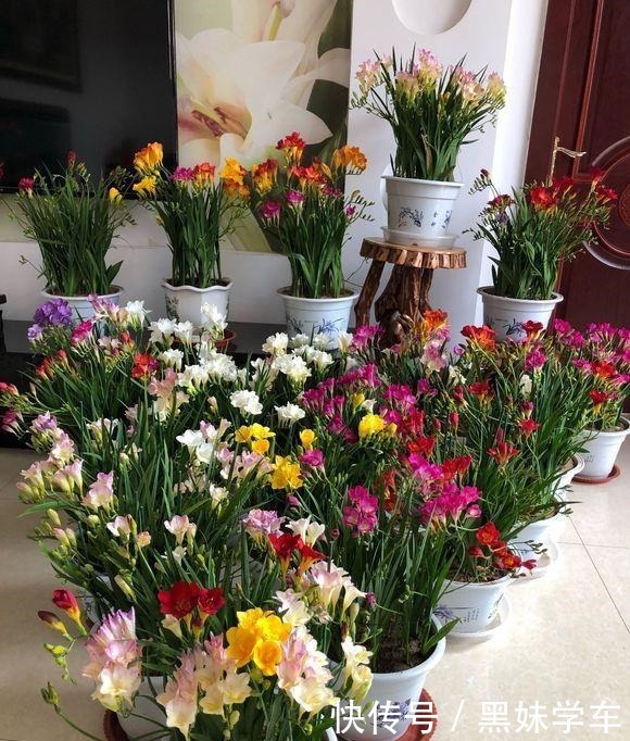 “天价”的兰花,比不上这种“土兰花”,香气飘十里,七仙女下凡!