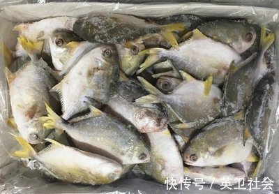 鲳鱼|这5种鱼记得多吃,都是本土海水鱼,新鲜美味营养高,价格也不贵