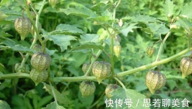 小知识|这种野草人称“红菇娘”,果实似灯笼,以前不识货,如今想吃难了