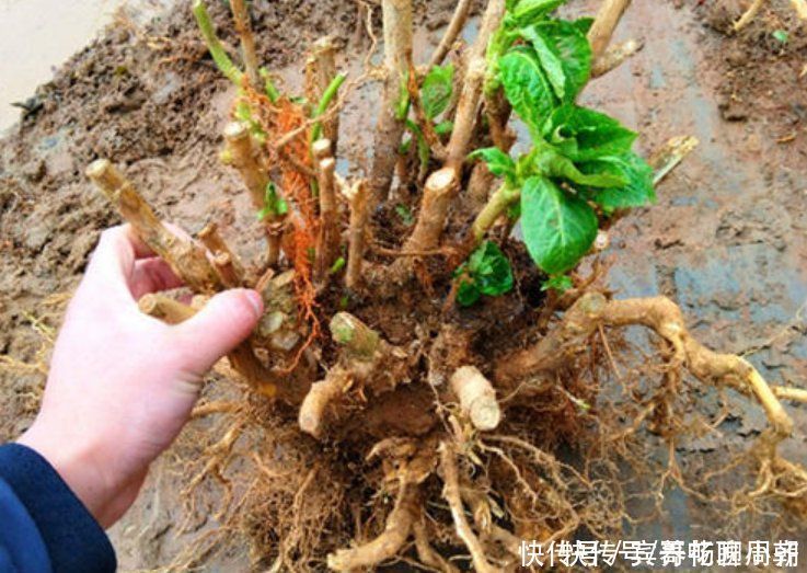 茉莉花|喜欢逛花市,碰到5种老桩不要买,开花少难养活,影响心情浪费钱