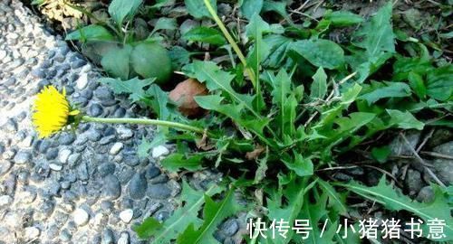 保养|女人不想妇科病来扰,三种食物轮着吃,帮你保养卵巢,预防妇科病