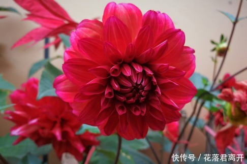 爆盆|新手养此款花卉,好养花量大,开花爆盆很漂亮,花香十足,浓郁