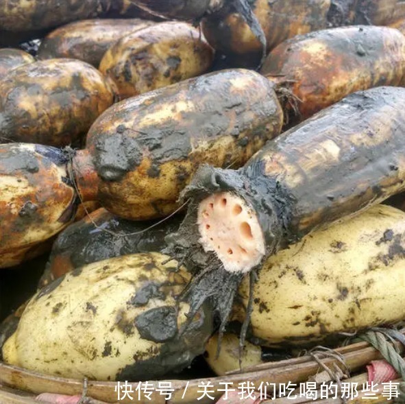 买莲藕，七孔九孔莲藕哪个好？挖藕工：口感差很多，选错了不好吃