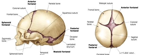生产|为何动物的生产那么轻松,而人类分娩却疼得撕心裂肺?
