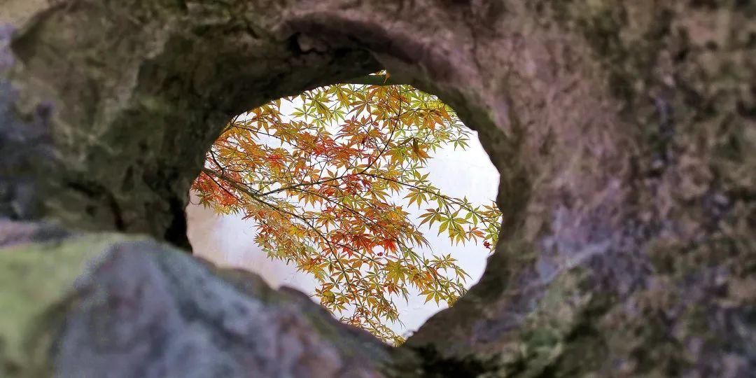 枫叶|银杏黄，枫叶红，园林醉