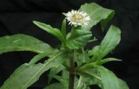  鳢肠|农民种植一常见的野草，才知价值高能补肝肾，白发、脱发不用愁！