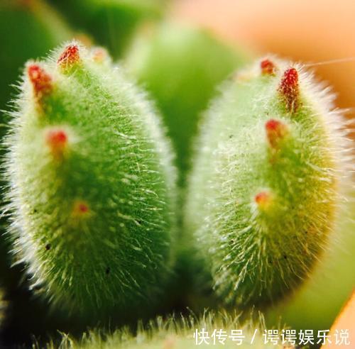 4种漂亮多肉,就适合贱养,不然容易徒长,影响美观