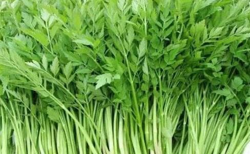 熱毒病|養(yǎng)生多吃幾種野菜，預(yù)防疾病，好處多，大家摘來(lái)吃，是不錯(cuò)的選擇