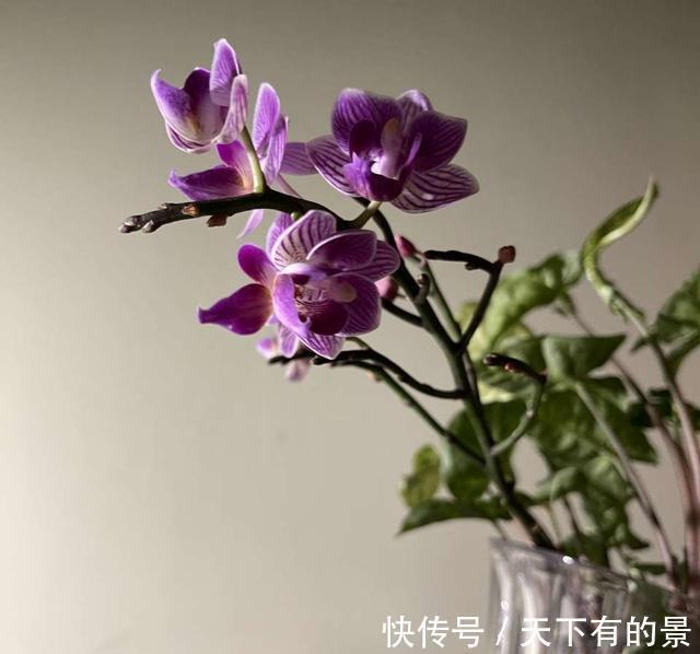 天冷了,这4种花,大肥大水要跟上,年底开爆盆