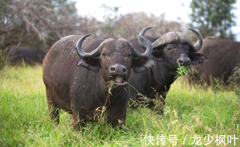 生肖牛|生肖牛下个月起能翻身吗？摆脱困境，苦难全消，事业迎风而上