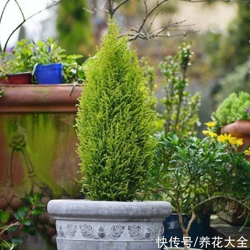 家里养一盆小香松,芬芳满室,满屋子都是高级香水味