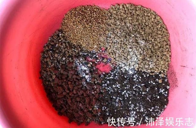 土壤|8月养多肉,出现3个“信号”要懂,要不腐烂、黄叶,剩下空盆