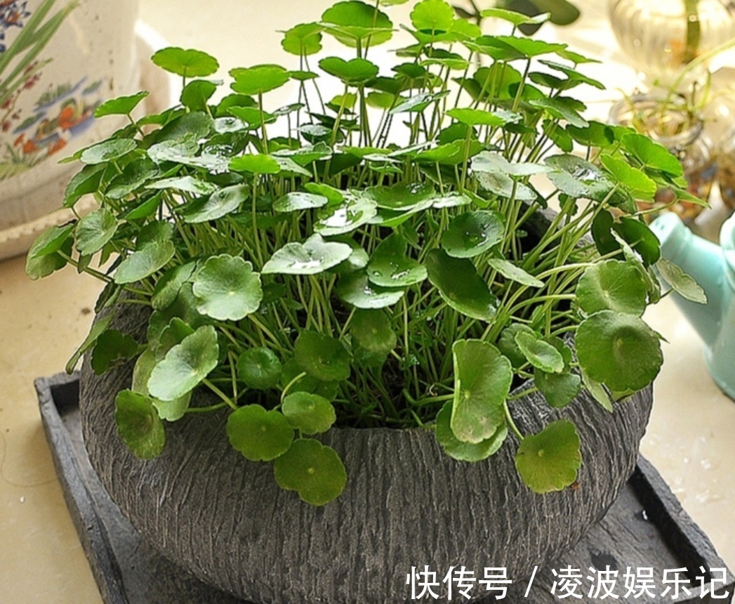 5种不起眼的“小草”，挖回来做成盆景，越看越漂亮