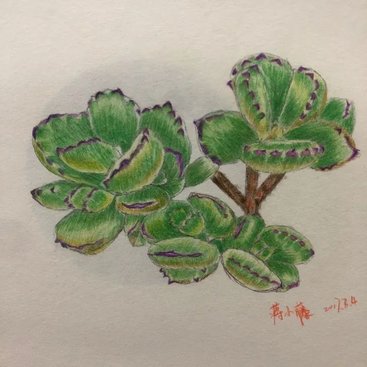 面朝大海的多肉们,在四季变迁中生生不息!