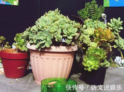 药片|盆栽一枯萎,老婆就在盆栽里放入小药片,不久盆栽又绿油油!