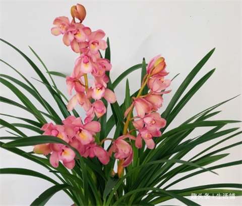 养好兰花,学会1招,苗壮花蕾多,养一盆爆一盆