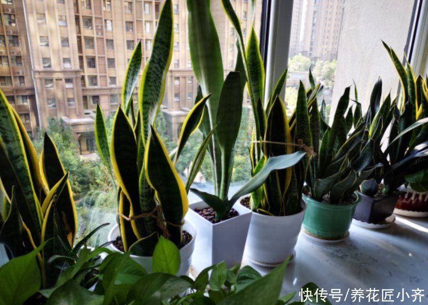 百合科虎尾兰属|短短一个夏天，虎皮兰就能侧芽挤满盆，养花高手是这样做的