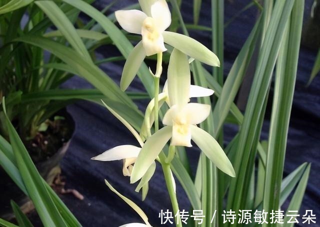 此兰虽然“白菜价”，但是意境高雅，兰香浓郁，放在客厅尽显大气！