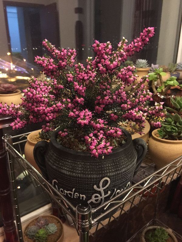 喜欢菊花，不如试试“菊中精品”情人菊，似娇艳情人，美艳优雅