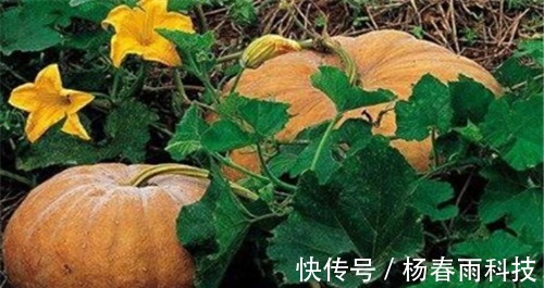 抗衰老|长寿老人建议常吃以下3种食物，养护血管，降压减脂，抗衰老